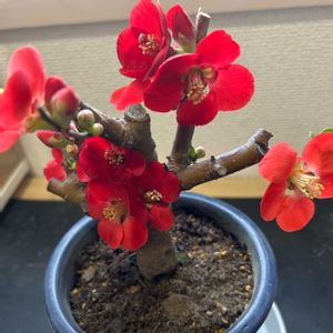 ボケ,ボケ,✨今日のお花✨,盆栽,赤い花の画像