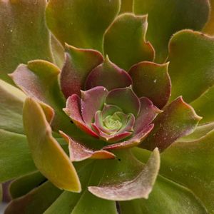 黒法師,黒法師綴化,アエオニウム 属,多肉植物,アエオニウムの画像