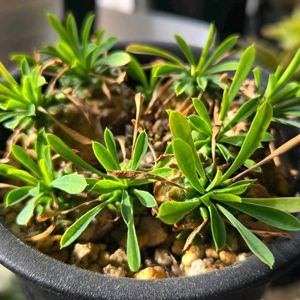 峨眉山,ユーフォルビア属,多肉植物,ユーフォルビア,多肉多肉多肉の画像