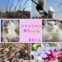 ハナニラ,ハナニラ,ジンチョウゲ,ジンチョウゲ,ネコヤナギの画像