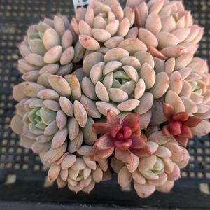 アメージンググレイス,寄せ植え,多肉植物,観葉植物,葉挿しの画像