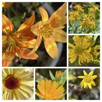 ネコヤナギ,ネモフィラ,マーガレット,春の花,マーガレットストロベリーホイップの画像