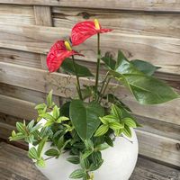 アンスリウム,ペペロミア,ソフォラ　リトルベイビー,寄せ植え,観葉植物の画像