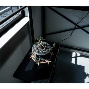オペルクリカリア デカリー,オペルクリカリア デカリー,盆栽,多肉植物,観葉植物の画像
