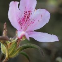 ツツジ,モチツツジ,里山の画像