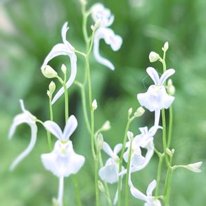 ウサギゴケ,うさぎ苔,食虫植物,珍奇植物,食虫植物　ウサギゴケの画像