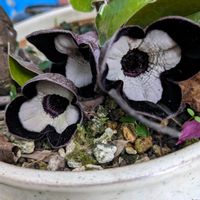 山野草,スマホ撮影,棚の画像