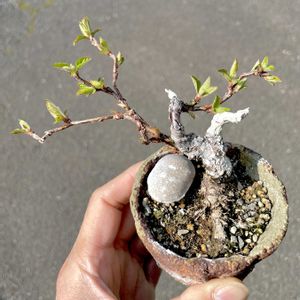 ユスラウメ,盆栽,ミニ盆栽,挿し木の画像