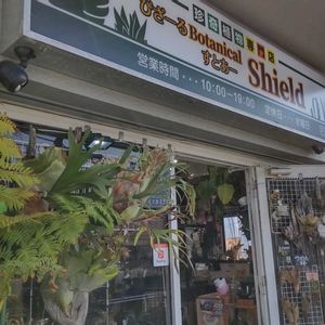 多肉植物,ウラボシ科,ビカクシダ属,食中植物,塊根の画像