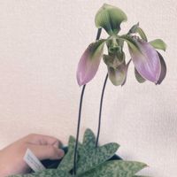パフィオぺディラム,Paph.appletonianum,観葉植物,お花,洋ランの画像