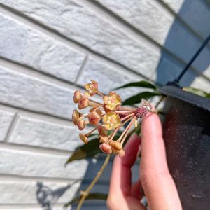 ホヤ♡,ホヤ♡,多肉植物,観葉植物,ホヤの画像