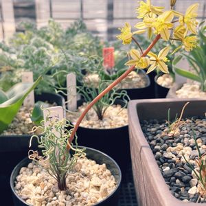 ブルビネ・トルタ,多肉植物,実生,珍奇植物,ケープバルブの画像
