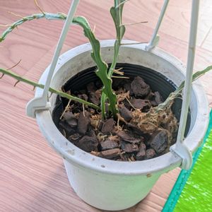 フィッシュボーン カクタス,着生植物,珍奇植物,植物のある暮らし,植中毒の画像