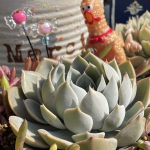 オウンスロー,スノーバニー,グランデシンザ,多肉植物,リメ缶の画像