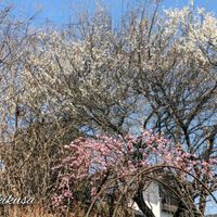 ジンチョウゲ,枝垂れ梅,枝垂れ梅,白梅,枝垂れ梅 紅梅の画像