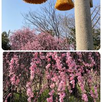 しだれ梅の画像