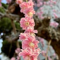 枝垂れ梅,しだれ梅,暖かい日,春の陽射し,枝垂れ梅。の画像