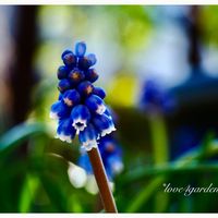 シラユキゲシ,ニワウメ,ヒトリシズカ,プリムラ,ムスカリの画像