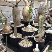 アデニウム アラビカム,アデニウム  ソマレンセ,塊根植物,灌木の画像