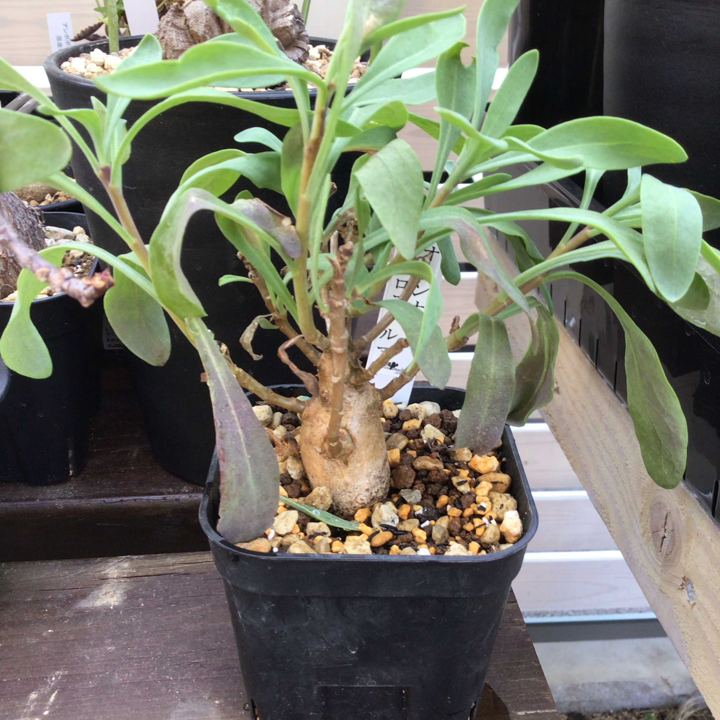 オトンナ マクロスペルマの一覧｜🍀GreenSnap（グリーンスナップ）