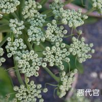 アシタバ,アシタバ,海岸植物図鑑の画像