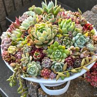 クレマチス ペトリエイ,クレマチス  カートマニージョー,多肉植物,多肉大好き,錦玉園の画像