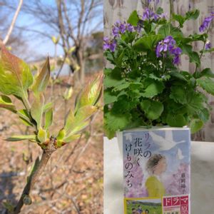 クリスマスローズ,コブシ,ムラサキハナナ,リラ,ミニ水仙  ティタティタの画像