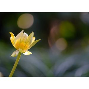 ヒメリュウキンカ,広い庭の画像