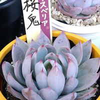 塊根植物,エケベリア属,パキポディウム属,花のある暮らし,多肉のある暮らしの画像