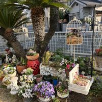 多肉植物,多肉寄せ植え,シェードガーデン,多肉女子,パンビオの画像
