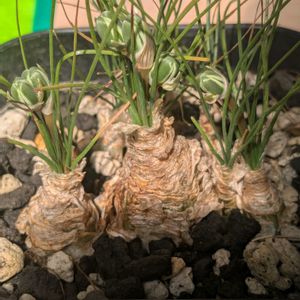 オーニソガラム・カウダツム,多肉植物,珍奇植物,植物のある暮らし,植中毒の画像