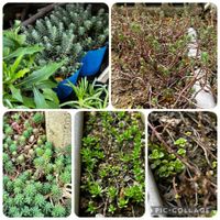 ルビーネックレス,パリダム,シルバーペット,丸葉万年草,蔓万年草の画像