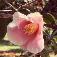 ネコヤナギ,つばき,さくら 桜 サクラ,万博記念公園,スライドショー♪の画像