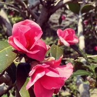 ネコヤナギ,ビオラ,つばき,花のある暮らし,春ですね♪の画像