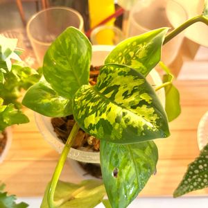 ホマロメナ ワリシー カモフラージュ,観葉植物,初心者の画像