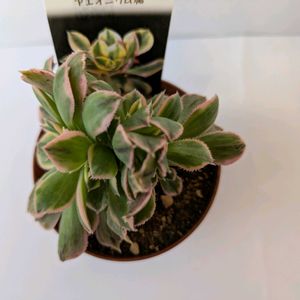 サンバースト綴化,寄せ植え,多肉植物,観葉植物,葉挿しの画像