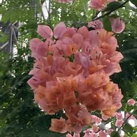 ブーゲンビリア,ブーゲンビリア,バニラ,エンゼルトランペット,エンゼルトランペットの画像