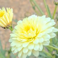 マーガレット,お花,今日の花,黄色の花,マーガレット☆の画像