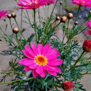 マーガレット,ガーデニング,ピンクの花,花のある暮らし,春のお花の画像