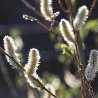 ネコヤナギ,早春の花,筑波実験植物園,春ですね♪,花穂の画像