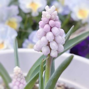 ムスカリ,ムスカリ　ピンクサンライズ,球根植物,花のある暮らし,小花好きの画像