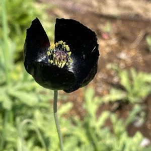 セリンセマヨール,ヒナソウ,黒花ポピー ブラックマジック,花のある暮らし,花が好きの画像