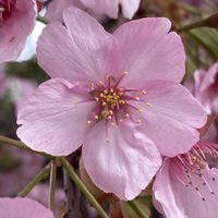 サクラ,サクラ,河津桜,河津桜,さくら サクラ 桜の画像