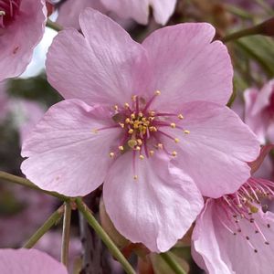 サクラ,サクラ,河津桜,河津桜,さくら サクラ 桜の画像