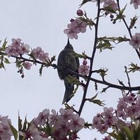 サクラ,サクラ,河津桜,河津桜,さくら サクラ 桜の画像