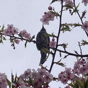 サクラ,サクラ,河津桜,河津桜,さくら サクラ 桜の画像