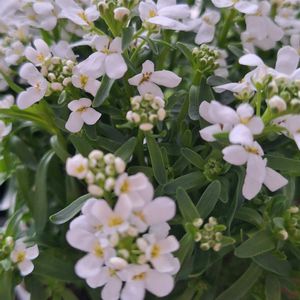 イベリス,花のある暮らし,植物大好き,人に優しく,小さな庭の画像