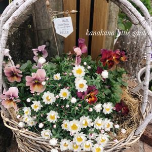 カゴ寄せ,花のある暮らし,いい天気,私のお気に入り,小さな庭の画像