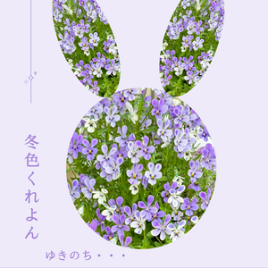 冬色くれよん 色づくビオラ ゆきのち…,成長記録,可愛い〜♡,イマニワ,花のある暮らしの画像