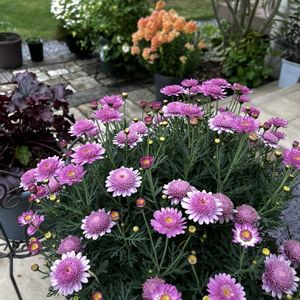 マーガレット,マーガレットスウィートピンク,花のある暮らし,咲いてくれてありがとう❤,今日のお花の画像